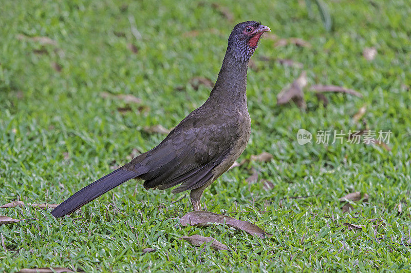 Chaco chachalaca (Ortalis canicollis)是蟋蟀科的一种鸟类。发现于巴西潘塔纳尔地区。